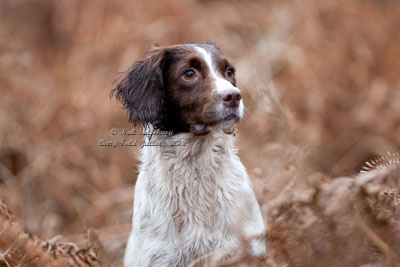 Springer Spaniel by Betty Fold Gallery